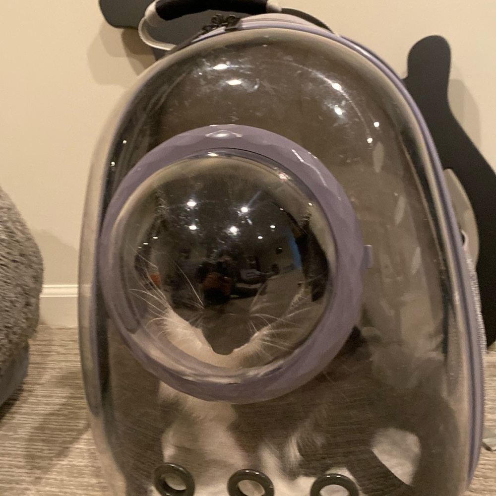 Cat bubble backpack